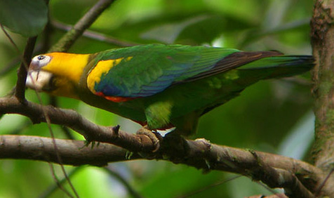 Pionopsitta pyrilia 